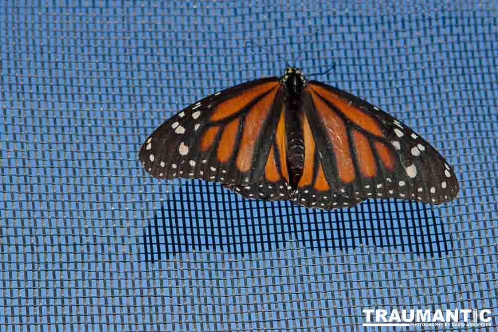 A local gardening center held an event that allowed you to enter a tent with live butterflies.  How could I pass that up?