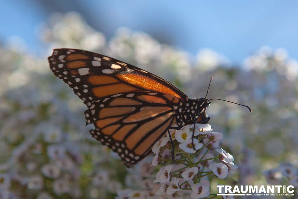 A local gardening center held an event that allowed you to enter a tent with live butterflies.  How could I pass that up?