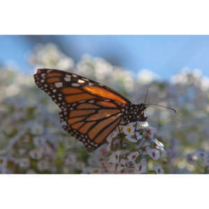 A local gardening center held an event that allowed you to enter a tent with live butterflies.  How could I pass that up?