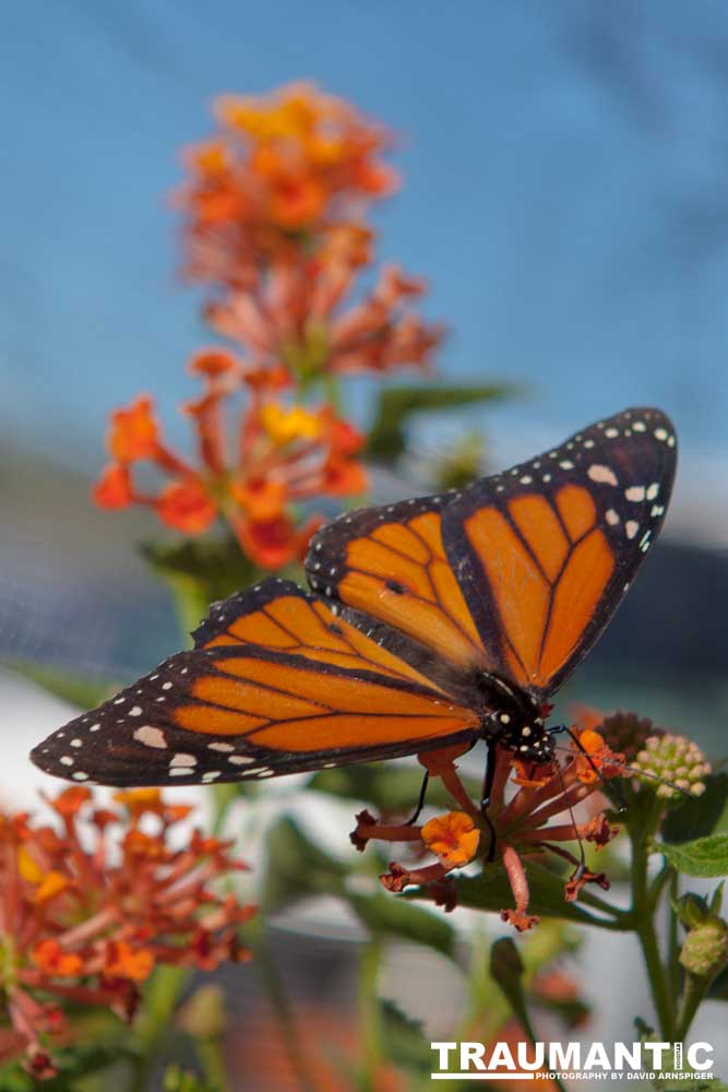 A local gardening center held an event that allowed you to enter a tent with live butterflies.  How could I pass that up?