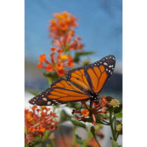 A local gardening center held an event that allowed you to enter a tent with live butterflies.  How could I pass that up?