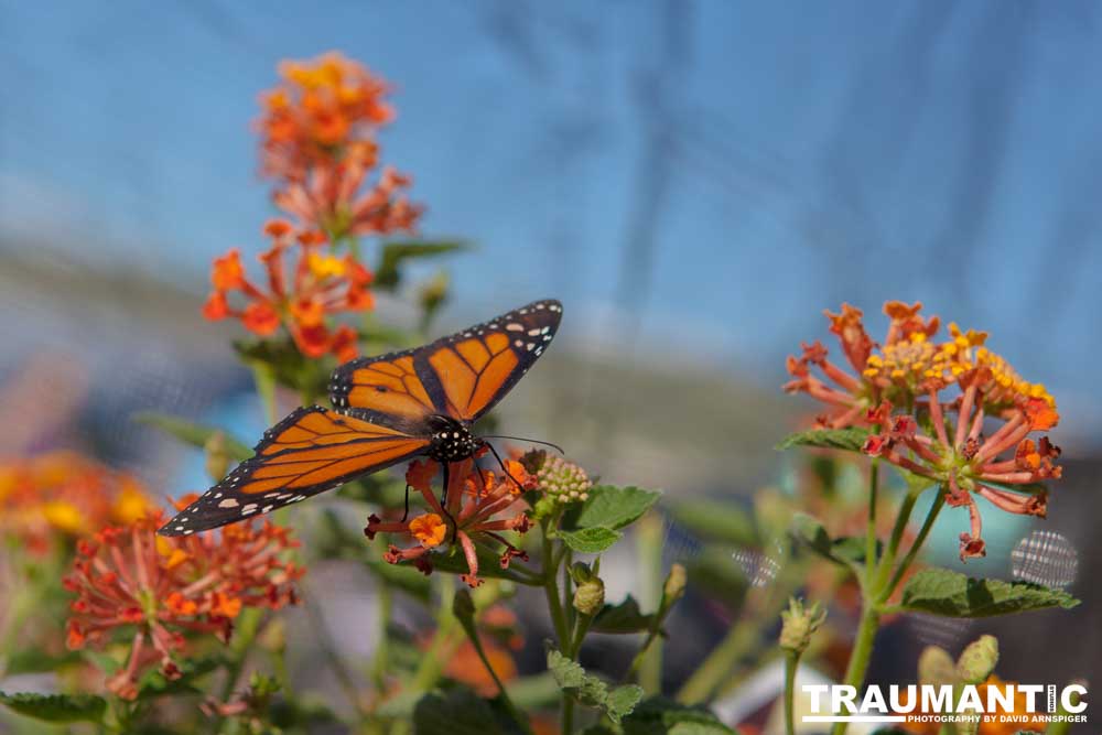 A local gardening center held an event that allowed you to enter a tent with live butterflies.  How could I pass that up?