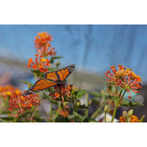 A local gardening center held an event that allowed you to enter a tent with live butterflies.  How could I pass that up?