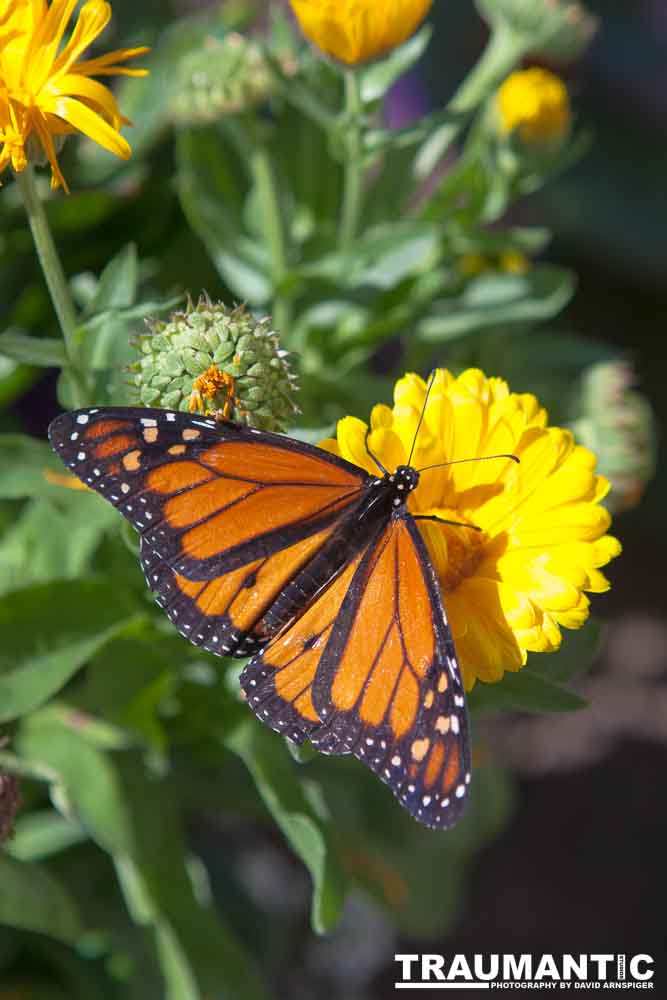 A local gardening center held an event that allowed you to enter a tent with live butterflies.  How could I pass that up?