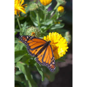 A local gardening center held an event that allowed you to enter a tent with live butterflies.  How could I pass that up?