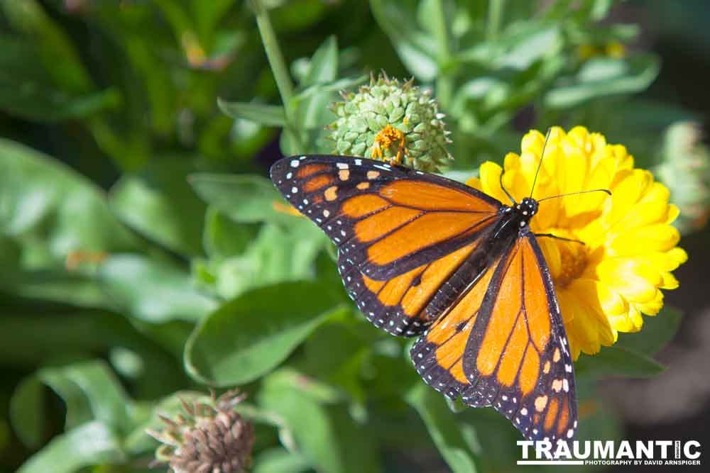 A local gardening center held an event that allowed you to enter a tent with live butterflies.  How could I pass that up?