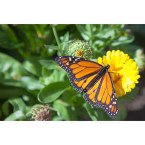 A local gardening center held an event that allowed you to enter a tent with live butterflies.  How could I pass that up?