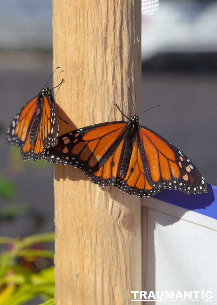 A local gardening center held an event that allowed you to enter a tent with live butterflies.  How could I pass that up?