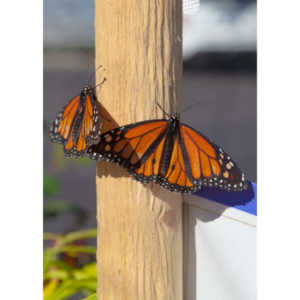 A local gardening center held an event that allowed you to enter a tent with live butterflies.  How could I pass that up?