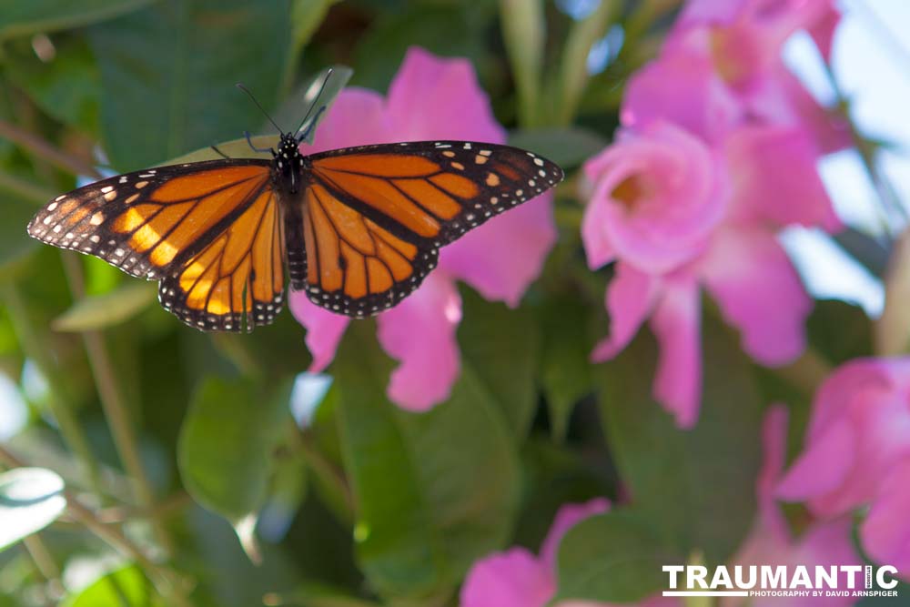 A local gardening center held an event that allowed you to enter a tent with live butterflies.  How could I pass that up?