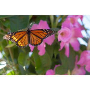 A local gardening center held an event that allowed you to enter a tent with live butterflies.  How could I pass that up?