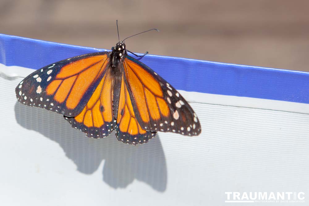 A local gardening center held an event that allowed you to enter a tent with live butterflies.  How could I pass that up?