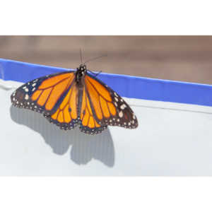 A local gardening center held an event that allowed you to enter a tent with live butterflies.  How could I pass that up?