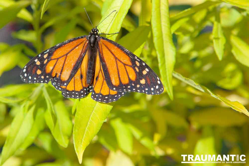 A local gardening center held an event that allowed you to enter a tent with live butterflies.  How could I pass that up?