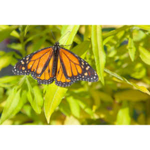 A local gardening center held an event that allowed you to enter a tent with live butterflies.  How could I pass that up?