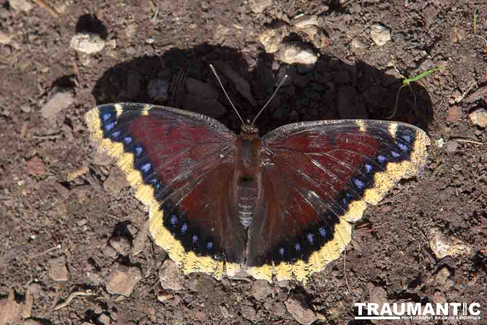 A local gardening center held an event that allowed you to enter a tent with live butterflies.  How could I pass that up?