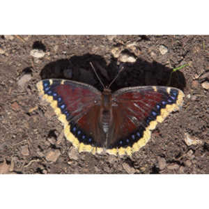 A local gardening center held an event that allowed you to enter a tent with live butterflies.  How could I pass that up?