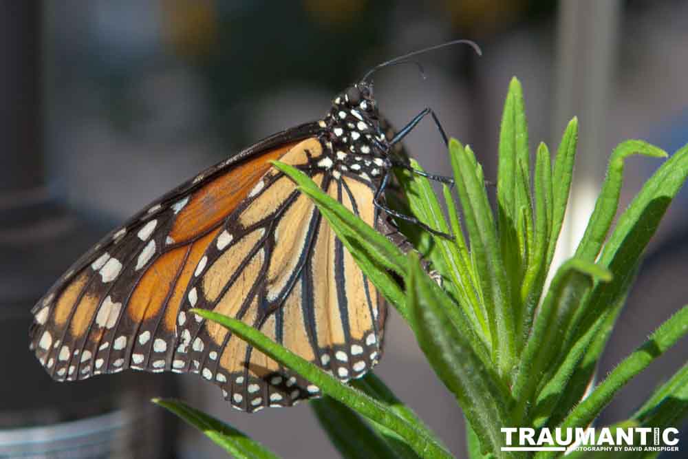 A local gardening center held an event that allowed you to enter a tent with live butterflies.  How could I pass that up?