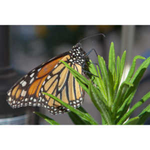 A local gardening center held an event that allowed you to enter a tent with live butterflies.  How could I pass that up?