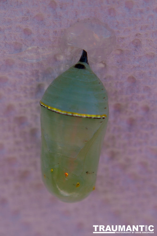 A local gardening center held an event that allowed you to enter a tent with live butterflies.  How could I pass that up?