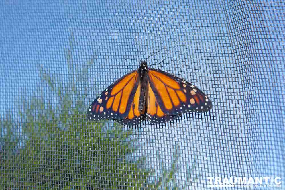 A local gardening center held an event that allowed you to enter a tent with live butterflies.  How could I pass that up?