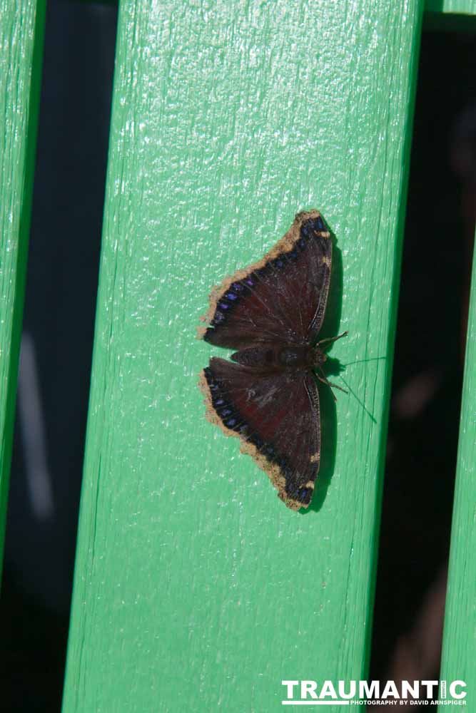 A local gardening center held an event that allowed you to enter a tent with live butterflies.  How could I pass that up?