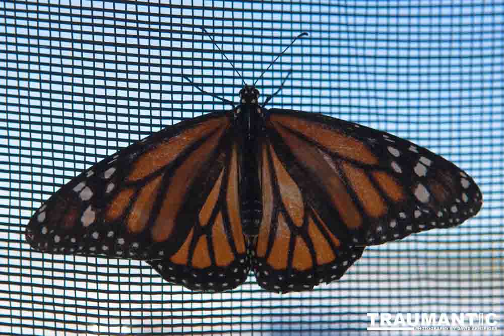 A local gardening center held an event that allowed you to enter a tent with live butterflies.  How could I pass that up?