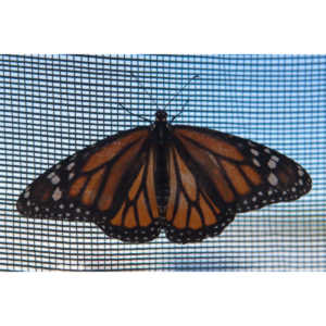 A local gardening center held an event that allowed you to enter a tent with live butterflies.  How could I pass that up?