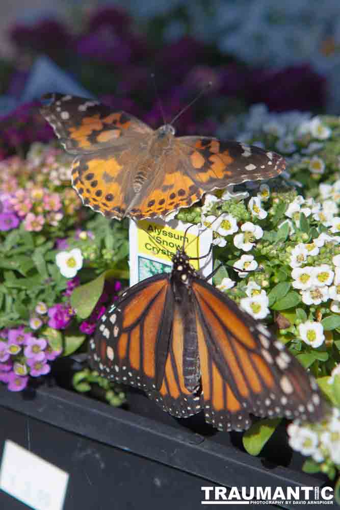 A local gardening center held an event that allowed you to enter a tent with live butterflies.  How could I pass that up?