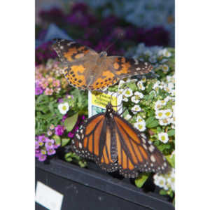 A local gardening center held an event that allowed you to enter a tent with live butterflies.  How could I pass that up?