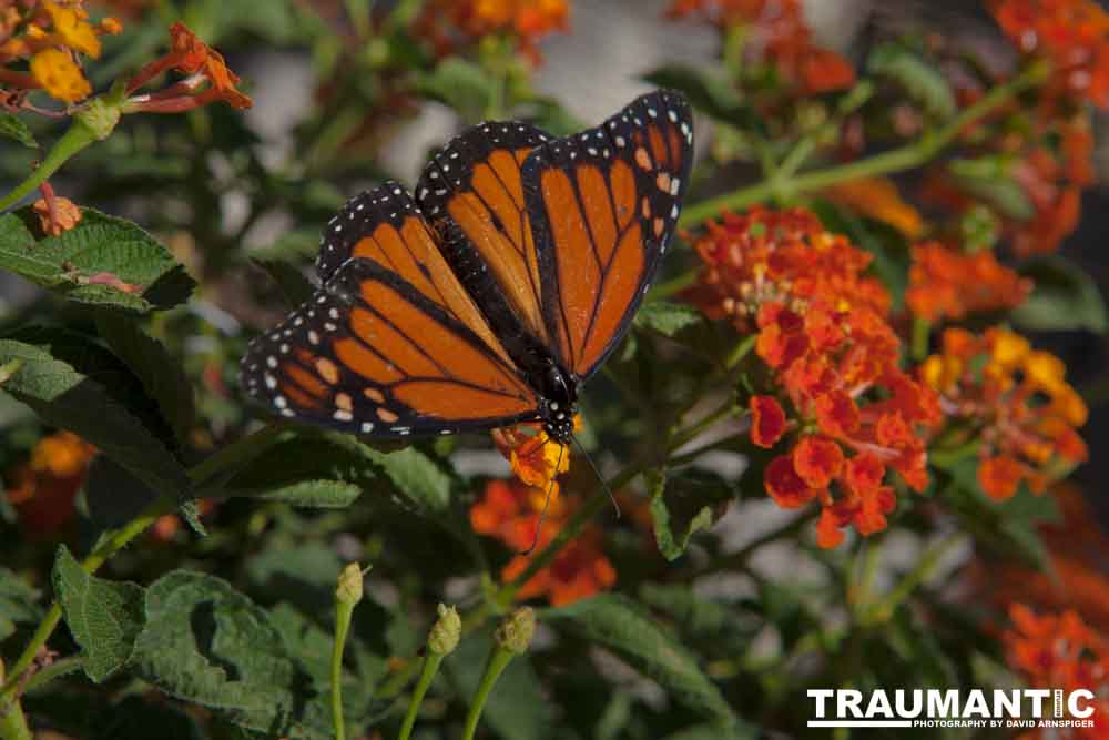 A local gardening center held an event that allowed you to enter a tent with live butterflies.  How could I pass that up?