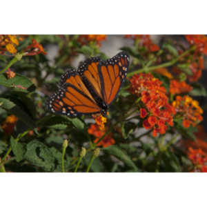 A local gardening center held an event that allowed you to enter a tent with live butterflies.  How could I pass that up?