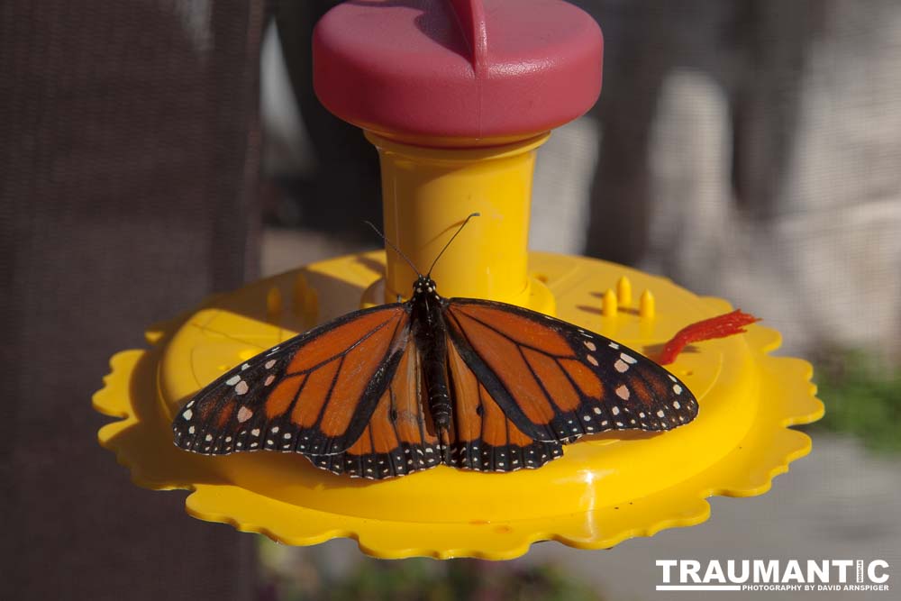 A local gardening center held an event that allowed you to enter a tent with live butterflies.  How could I pass that up?