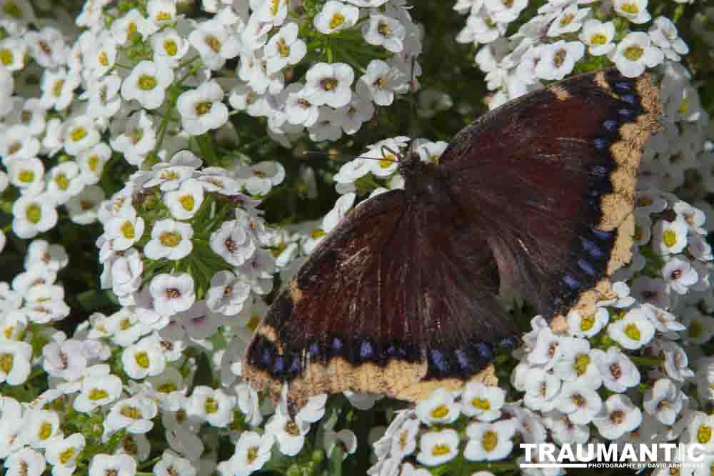 A local gardening center held an event that allowed you to enter a tent with live butterflies.  How could I pass that up?