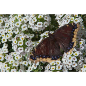 A local gardening center held an event that allowed you to enter a tent with live butterflies.  How could I pass that up?