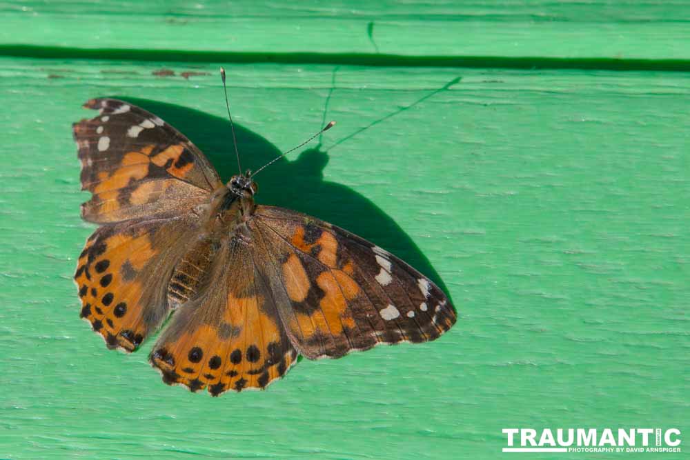 A local gardening center held an event that allowed you to enter a tent with live butterflies.  How could I pass that up?