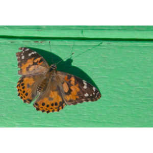 A local gardening center held an event that allowed you to enter a tent with live butterflies.  How could I pass that up?