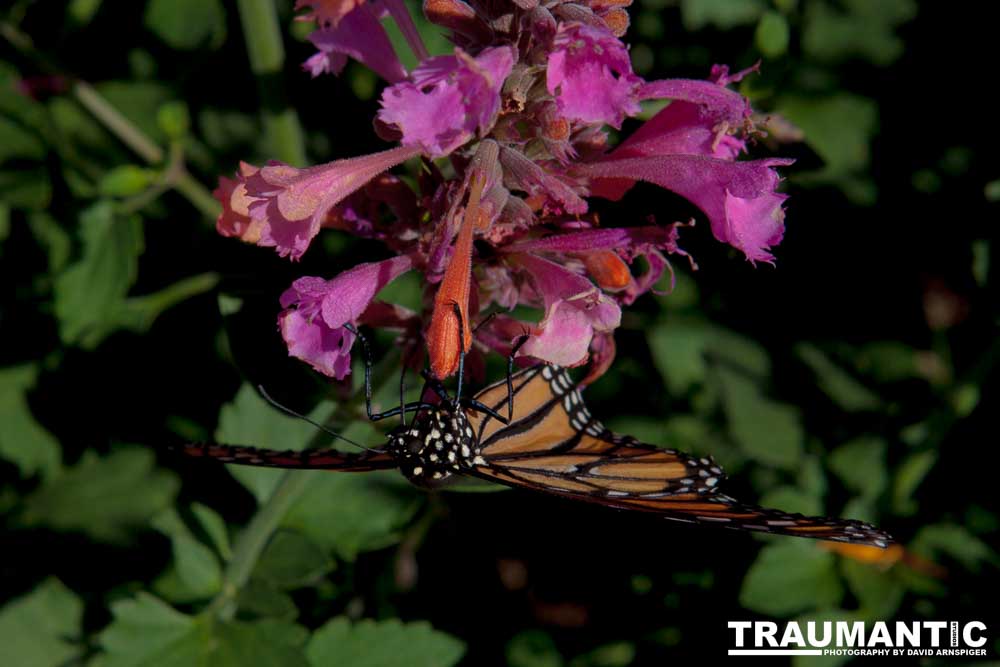 A local gardening center held an event that allowed you to enter a tent with live butterflies.  How could I pass that up?