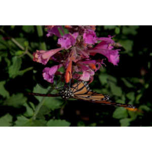 A local gardening center held an event that allowed you to enter a tent with live butterflies.  How could I pass that up?