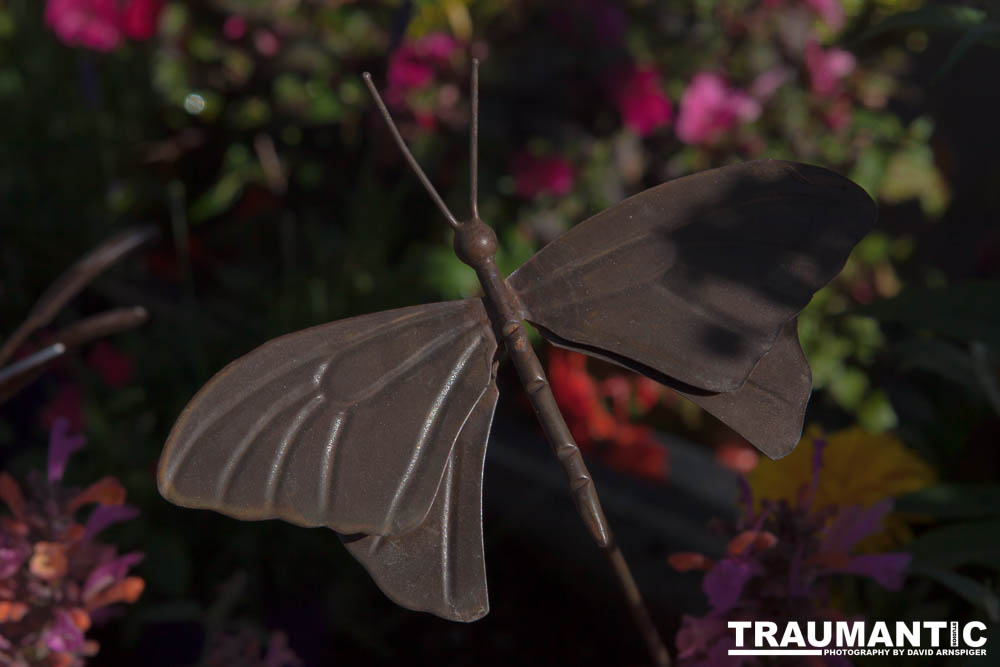 A local gardening center held an event that allowed you to enter a tent with live butterflies.  How could I pass that up?