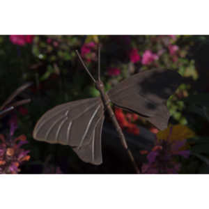 A local gardening center held an event that allowed you to enter a tent with live butterflies.  How could I pass that up?