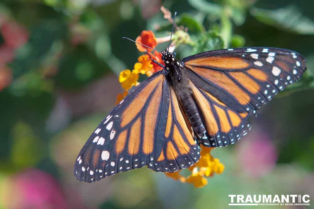 A local gardening center held an event that allowed you to enter a tent with live butterflies.  How could I pass that up?