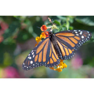 A local gardening center held an event that allowed you to enter a tent with live butterflies.  How could I pass that up?