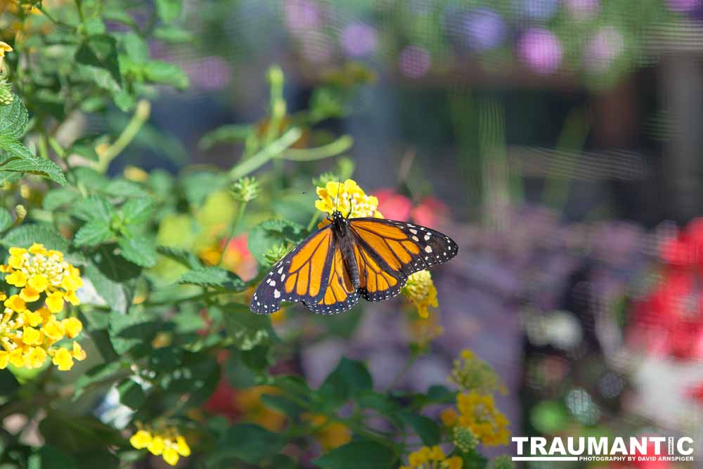 A local gardening center held an event that allowed you to enter a tent with live butterflies.  How could I pass that up?