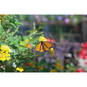 A local gardening center held an event that allowed you to enter a tent with live butterflies.  How could I pass that up?