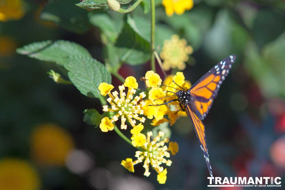 A local gardening center held an event that allowed you to enter a tent with live butterflies.  How could I pass that up?