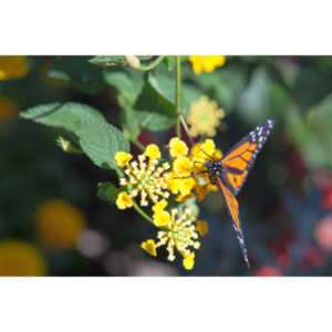 A local gardening center held an event that allowed you to enter a tent with live butterflies.  How could I pass that up?