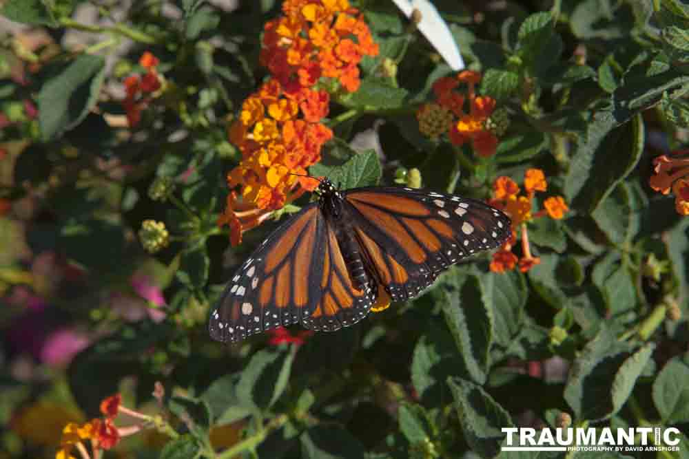 A local gardening center held an event that allowed you to enter a tent with live butterflies.  How could I pass that up?