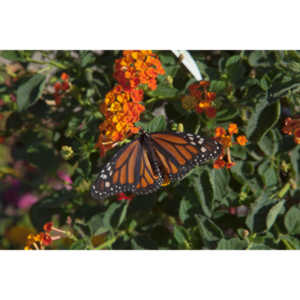 A local gardening center held an event that allowed you to enter a tent with live butterflies.  How could I pass that up?