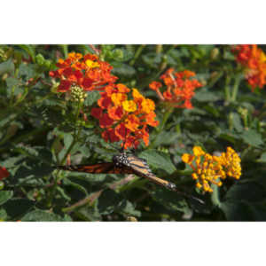 A local gardening center held an event that allowed you to enter a tent with live butterflies.  How could I pass that up?